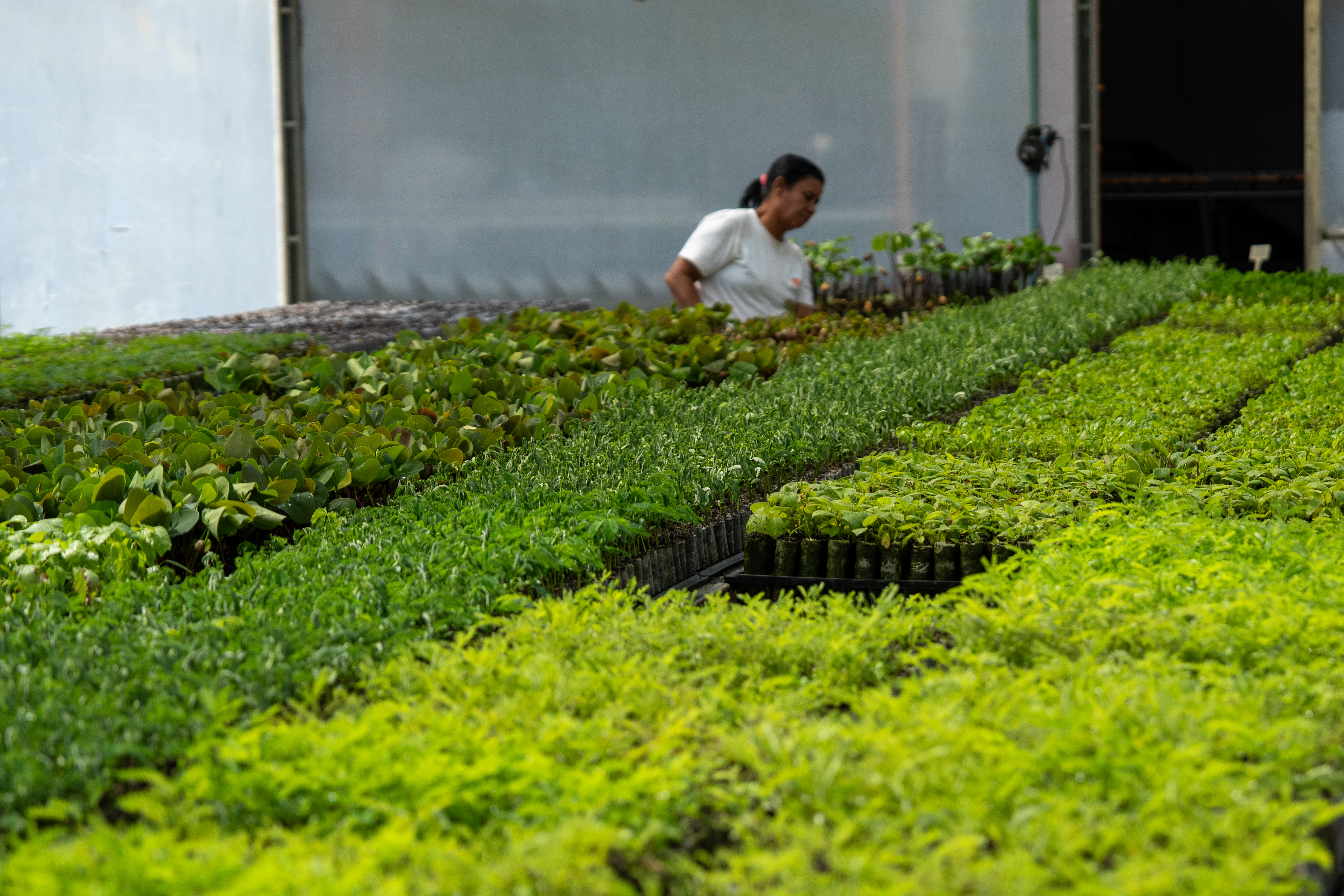 Biomas anounces native forest restoration project in partnership with Veracel in the South of Bahia