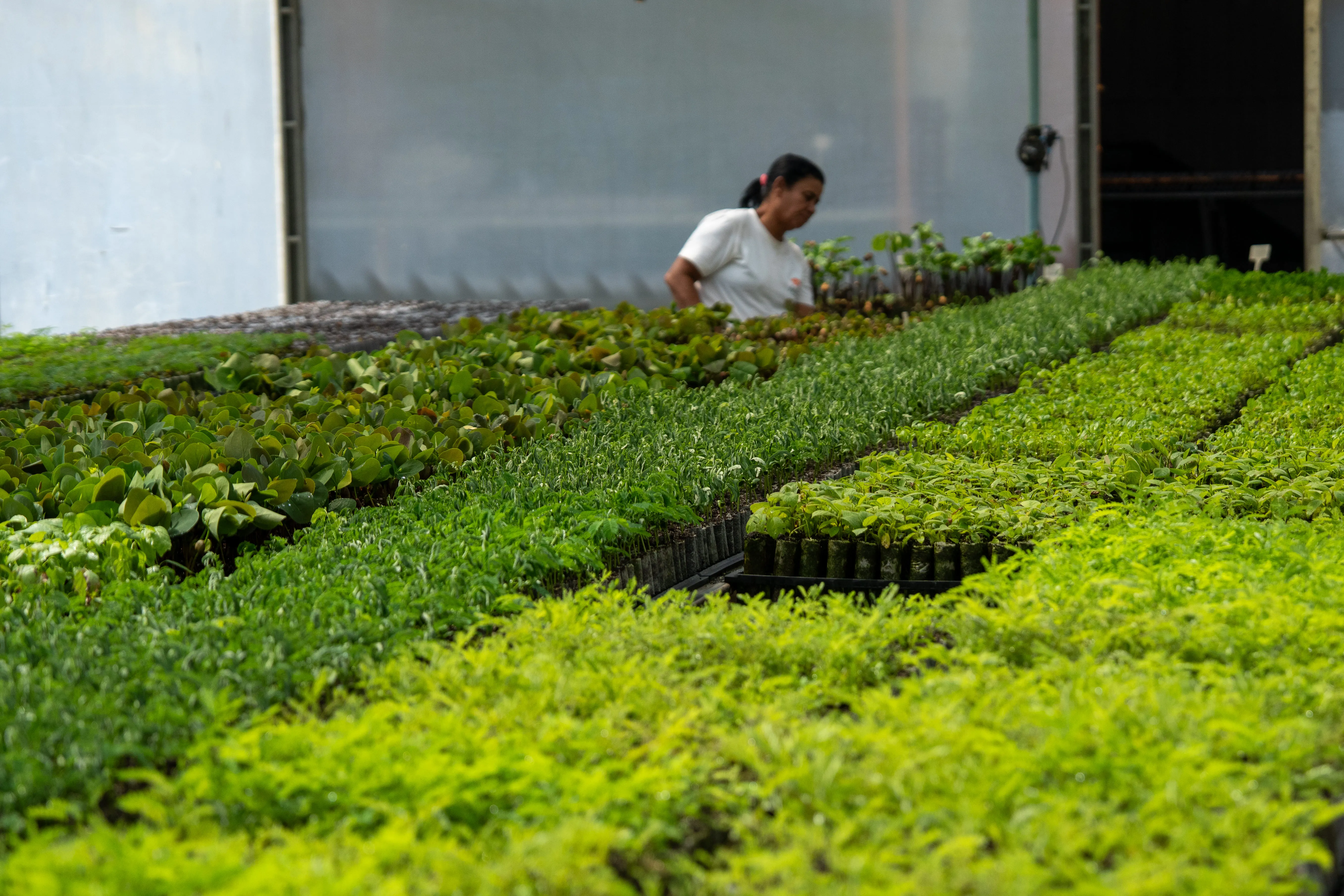 Biomas anounces native forest restoration project in partnership with Veracel in the South of Bahia