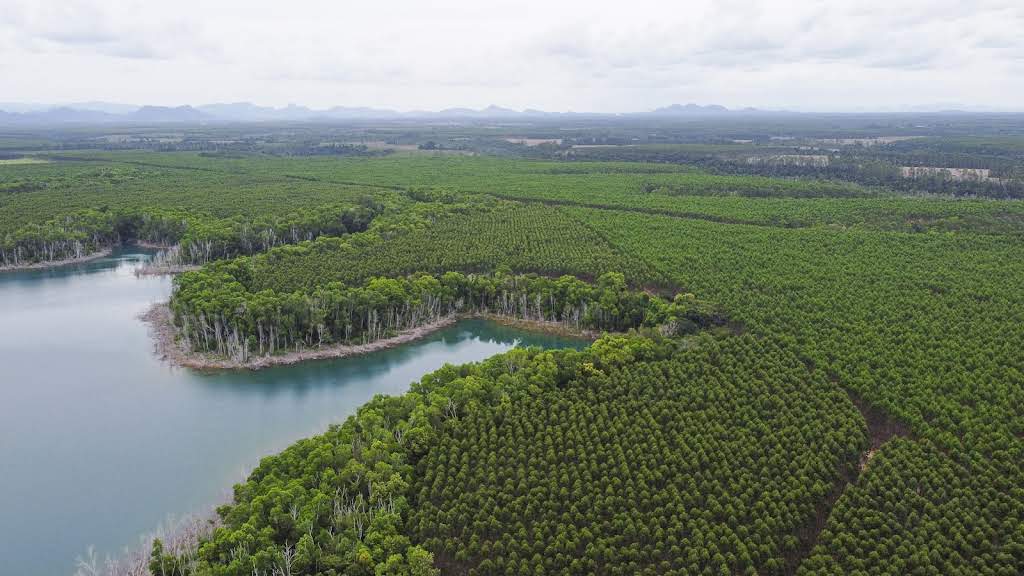 Itaú Unibanco, Marfrig, Rabobank, Santander, Suzano and Vale unite to restore, conserve and preserve 4 million hectares of native forest in Brazil