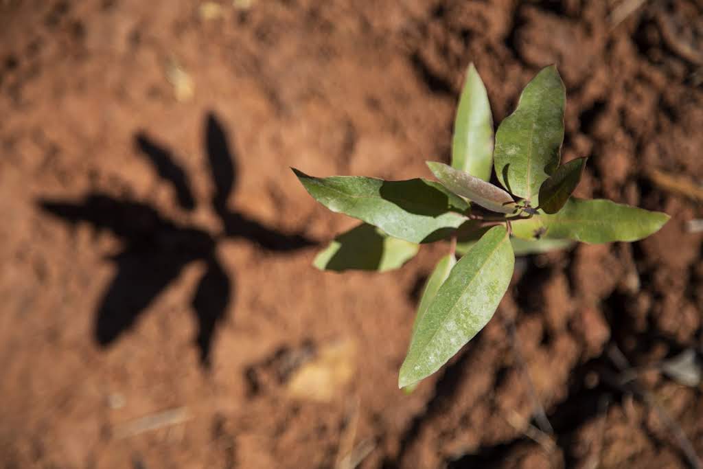 Suzano has two selection processes underway in Três Lagoas