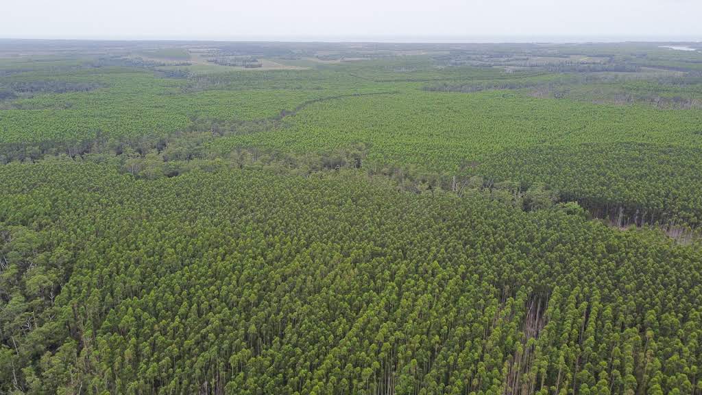 Suzano is hiring Coordinator and Technician for the forestry area in Ribas do Rio Pardo (MS)