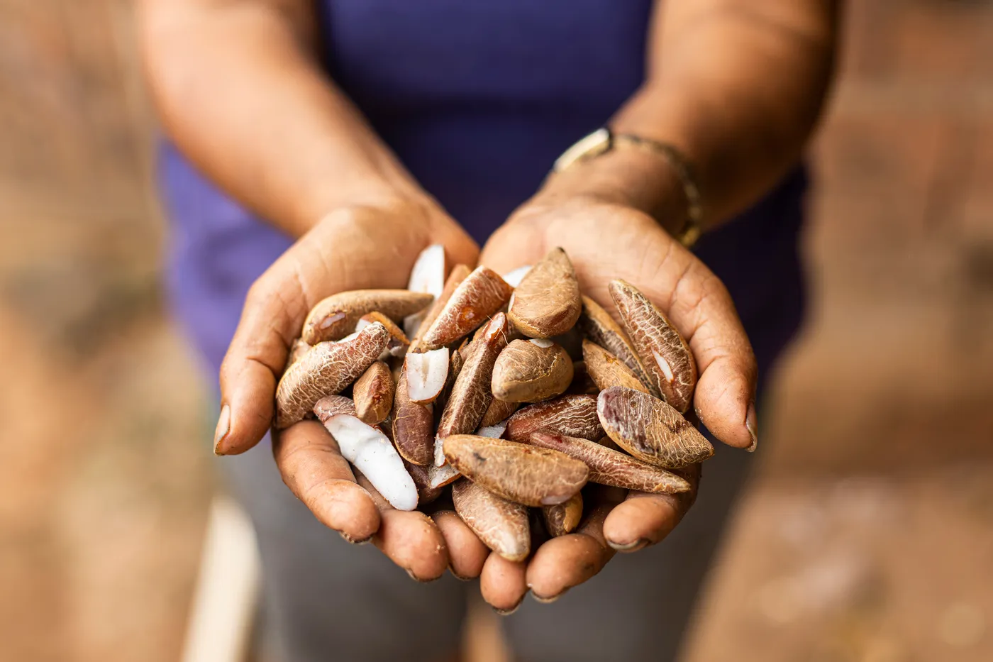 �ڰ������� and Cirad form partnership for sustainable development in the Brazilian Amazon