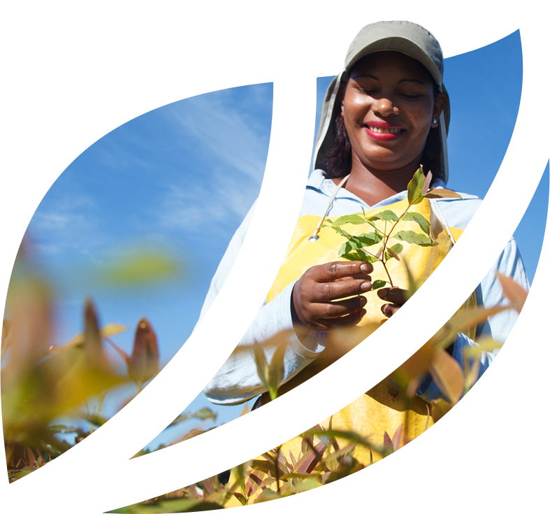 Suzano brings its target for capturing 40 million tons of carbon from the atmosphere forward to 2025