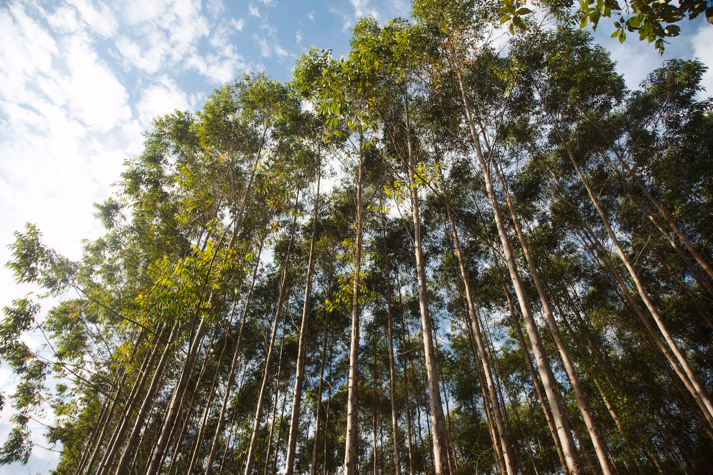 海角社区 recognised for sustainability leadership in B3鈥檚 2021 Corporate Sustainability Index