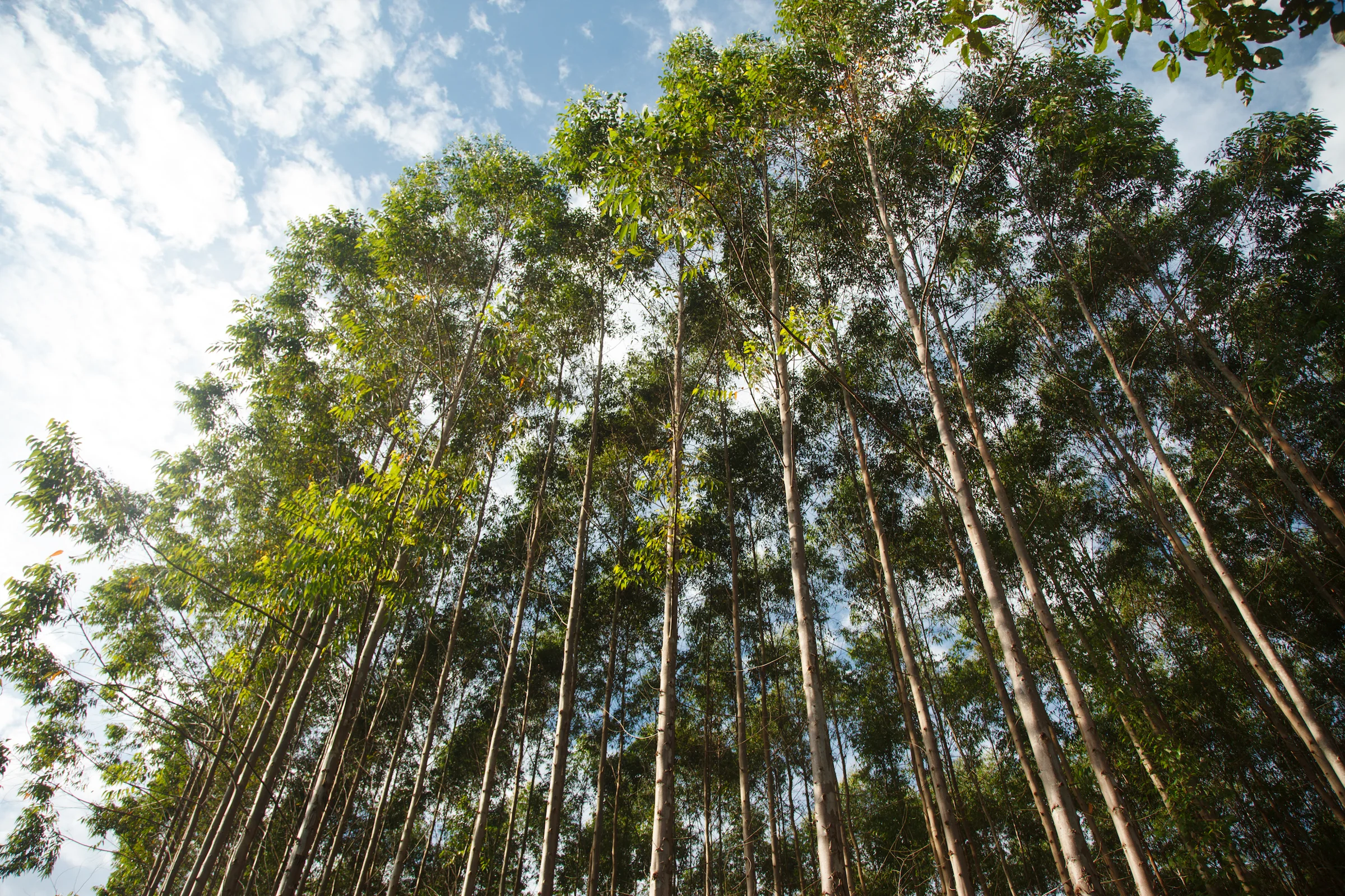 Suzano recognised for sustainability leadership in B3’s 2021 Corporate Sustainability Index