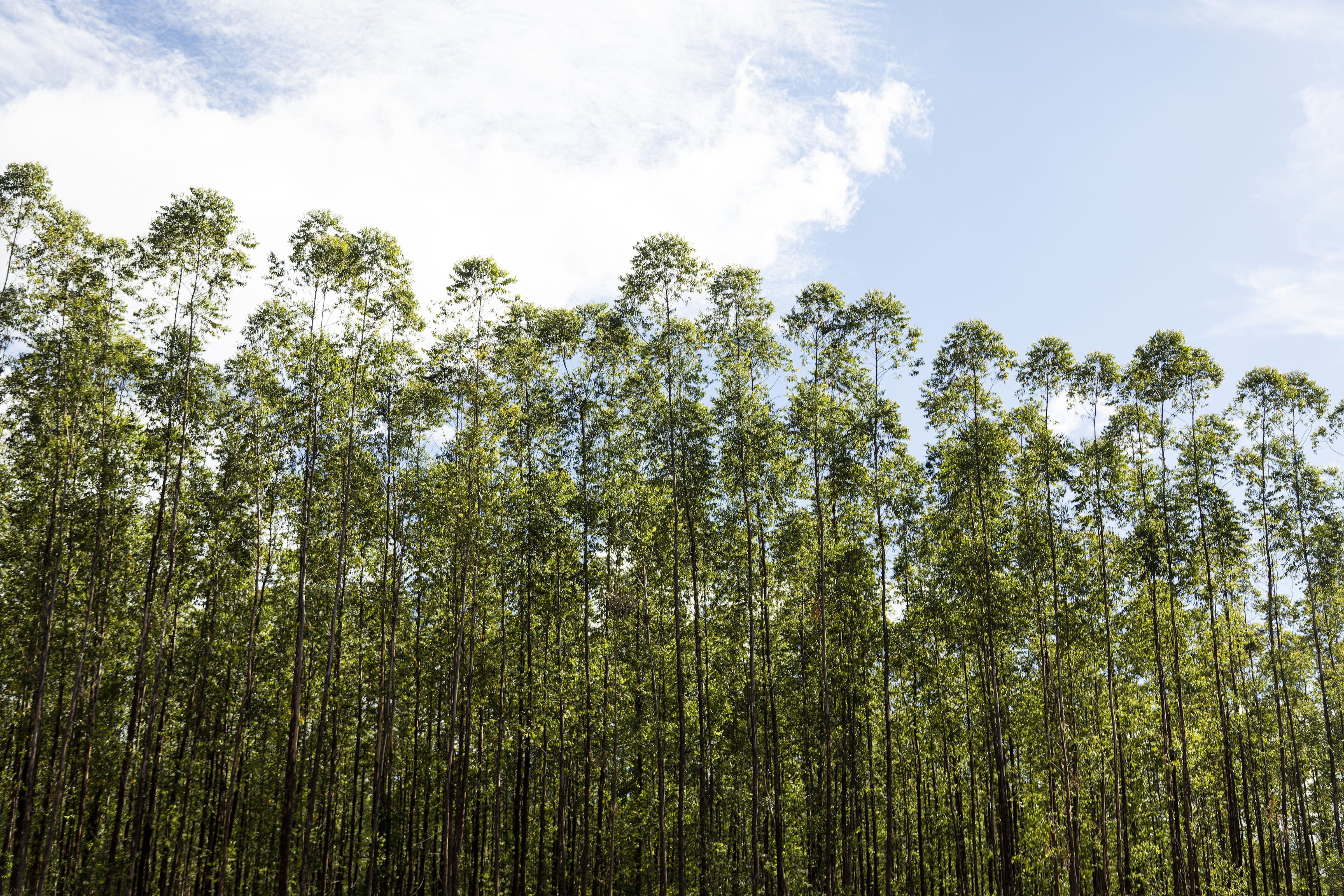 Suzano reports increased operational efficiency with lower cash cost in the third quarter of 2025