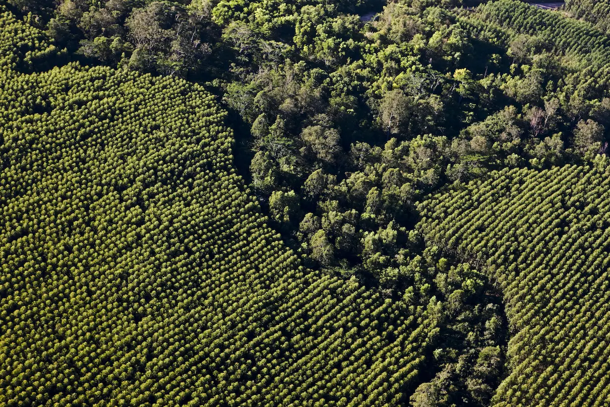 Dia Internacional dos Povos Indígenas: Suzano demonstra compromisso e fortalece o Programa de Sustentabilidade Tupiniquim Guarani no Espírito Santo