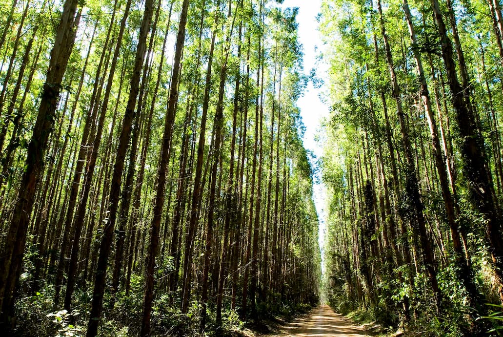 Suzano investe em inovação tecnológica para prevenir e combater incêndios florestais