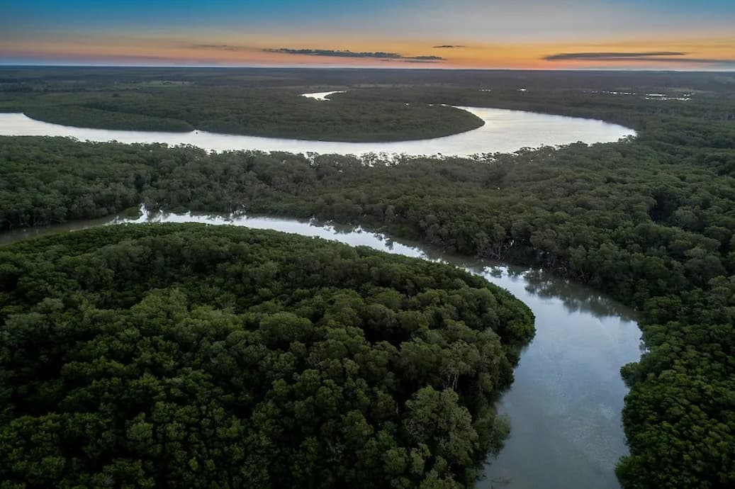 Dia da Árvore: Suzano reforça compromisso com desmatamento zero e conservação da biodiversidade