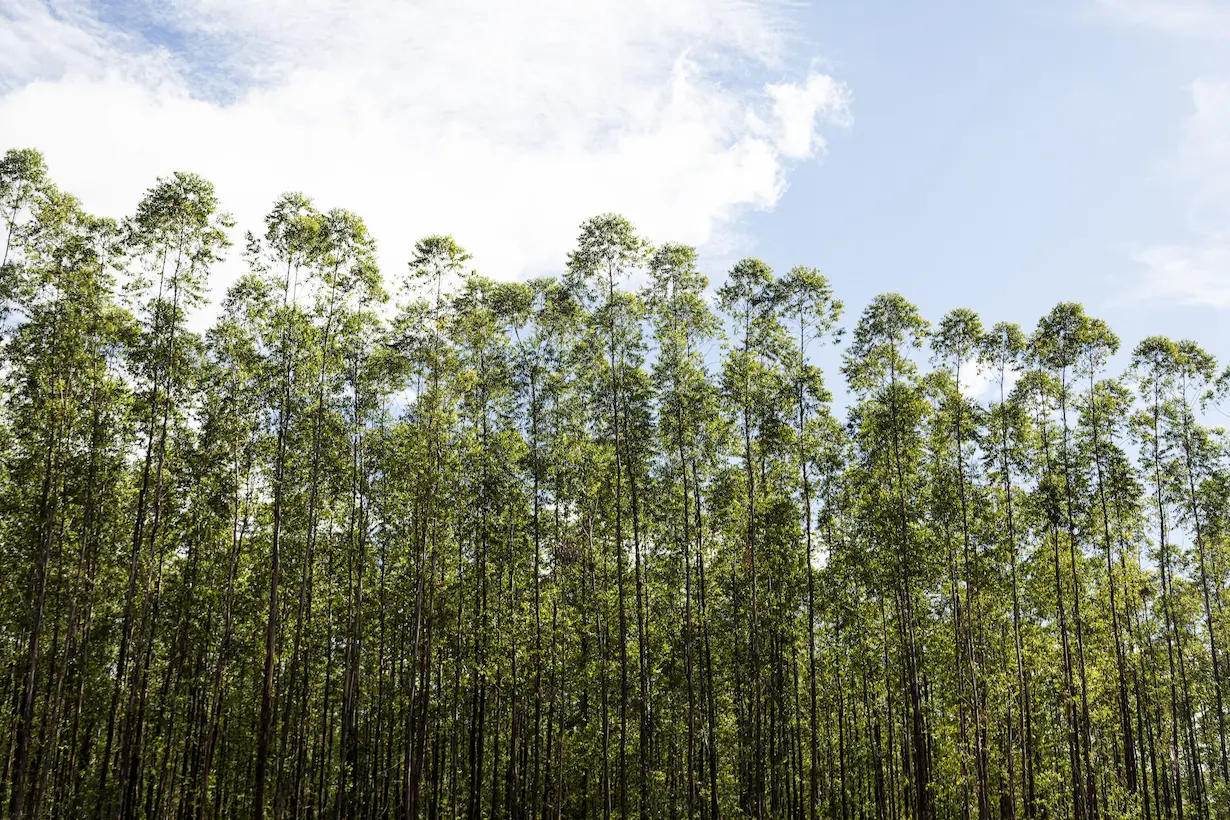 Suzano Releases Q3 2025 Financial Results