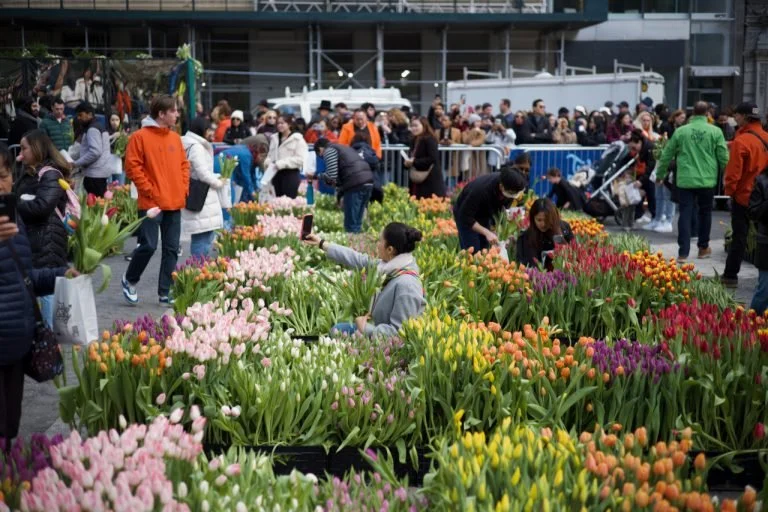 Tulip Day 2025