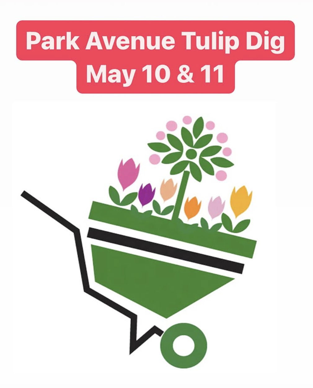 Park Avenue Tulip Dig