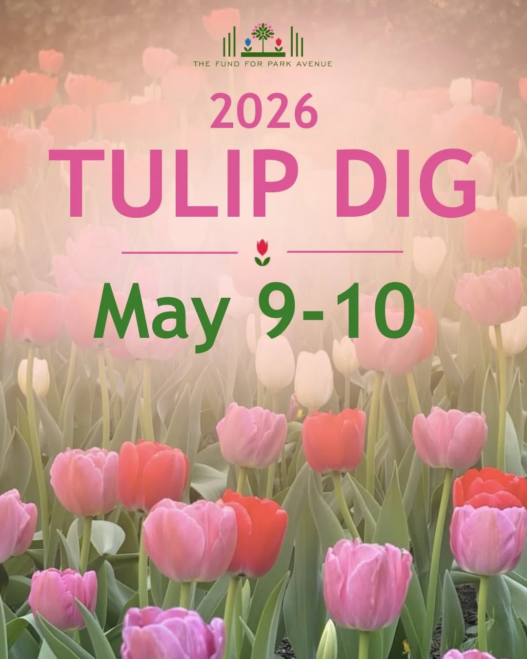 2026 Tulip Dig
