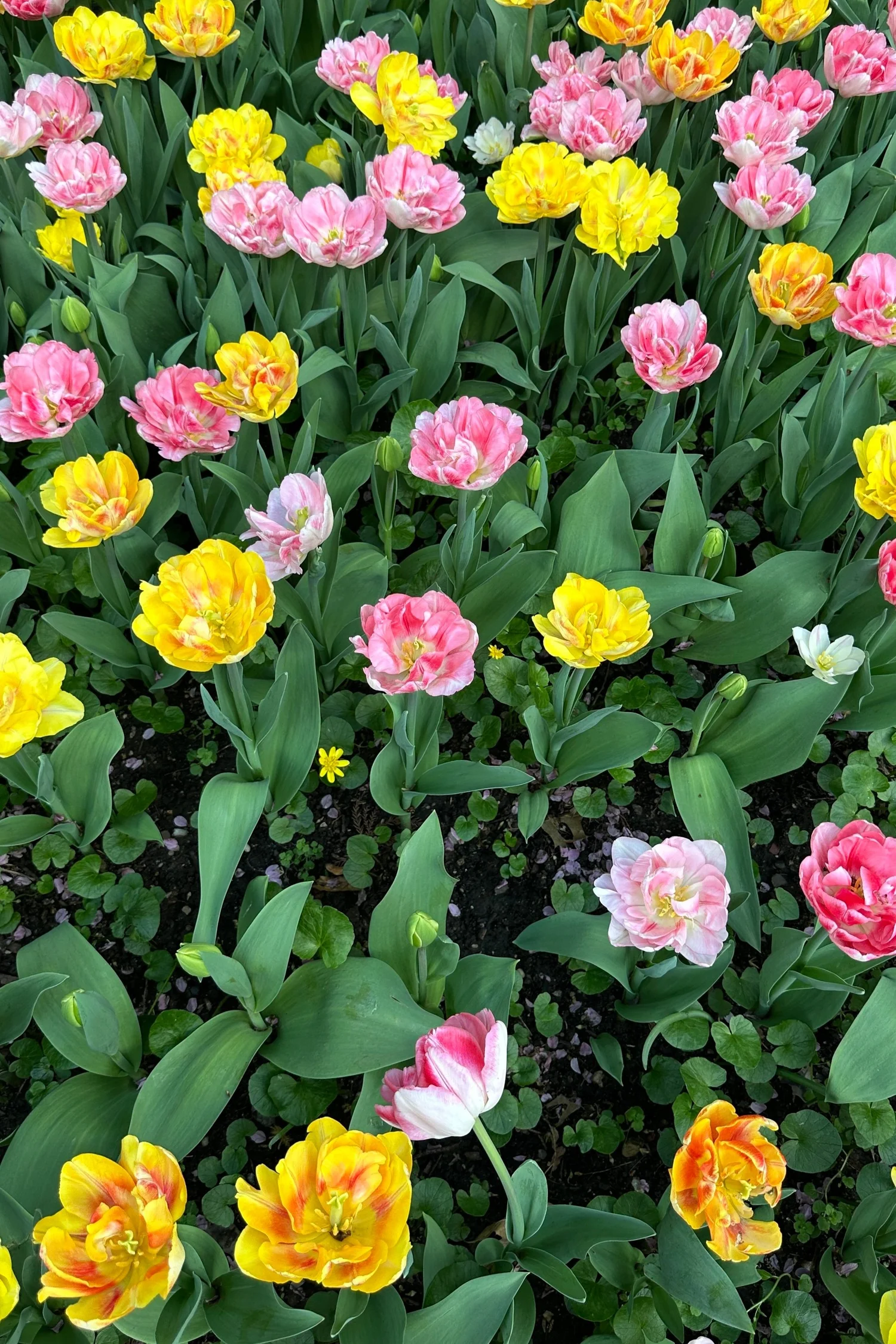 West Side Community Garden Tulip Festival