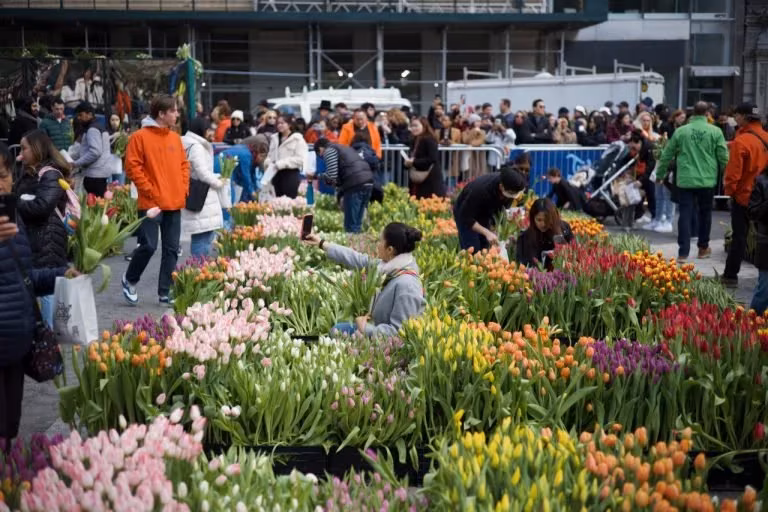Tulip Day 2025