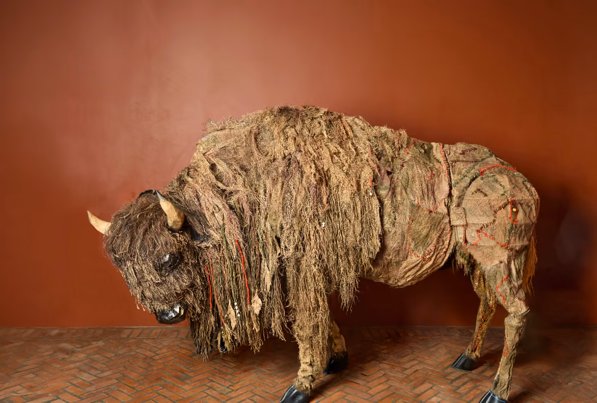 Return of the Buffalo: Tatanka Owe Akupi