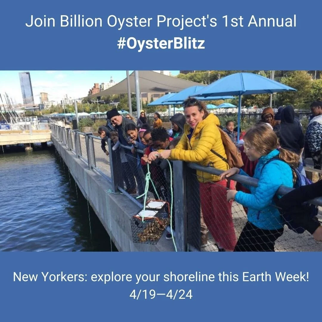 Join Billion Oyster Project's 1st Annual #OysterBlitz (1).jpg