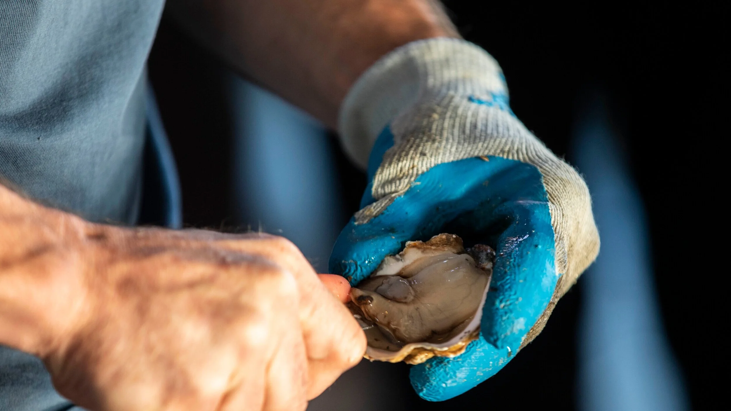 harbor_up_oyster.jpg