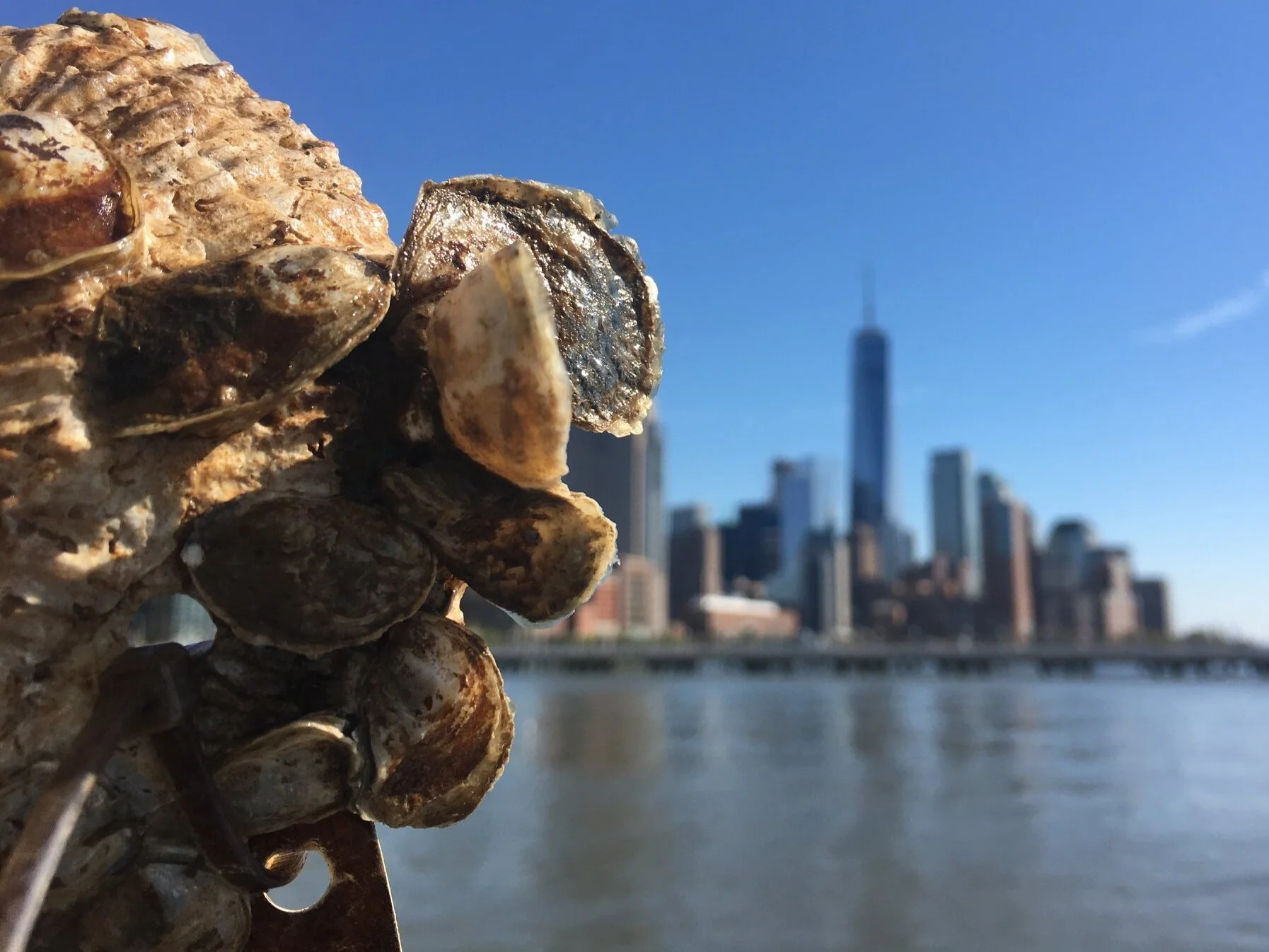 oysters_skyline.jpg