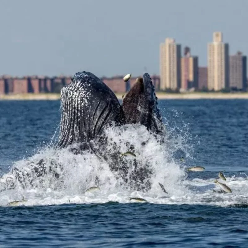 They protect the ocean's travelers