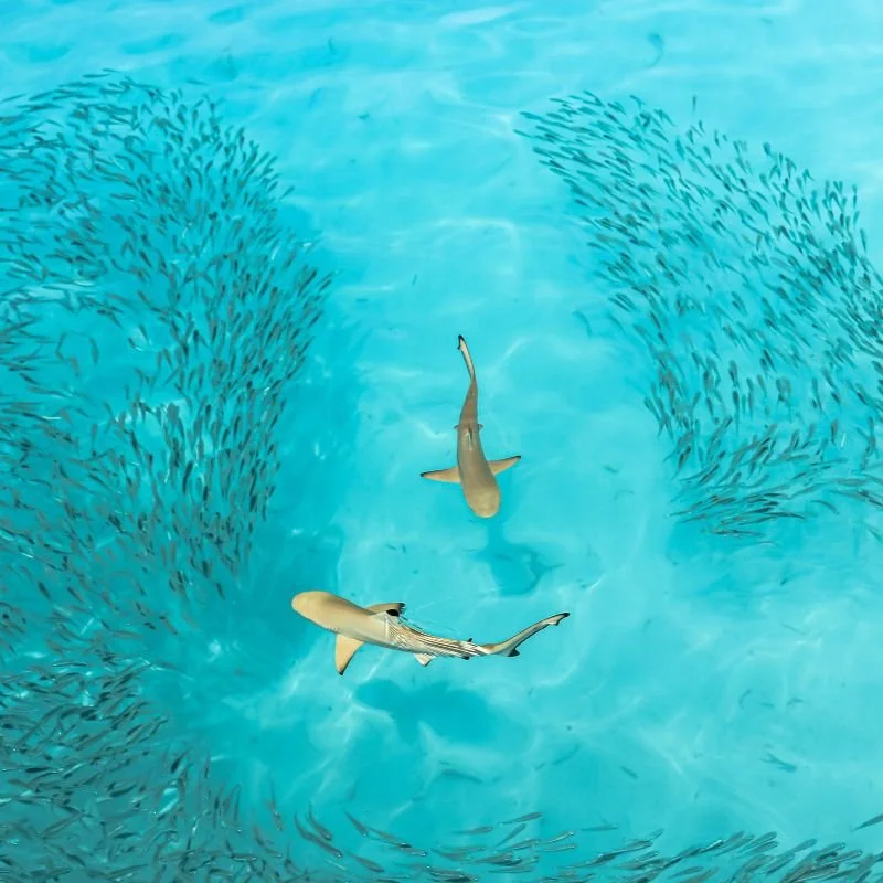 They keep our oceans biodiverse