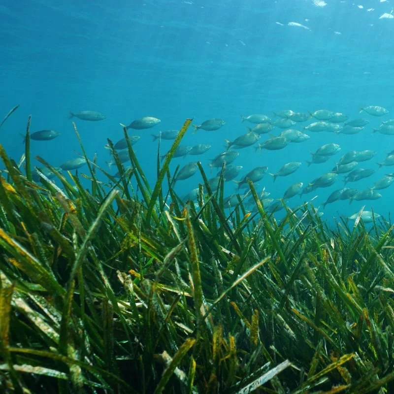 Estuaries feed our oceans oxygen