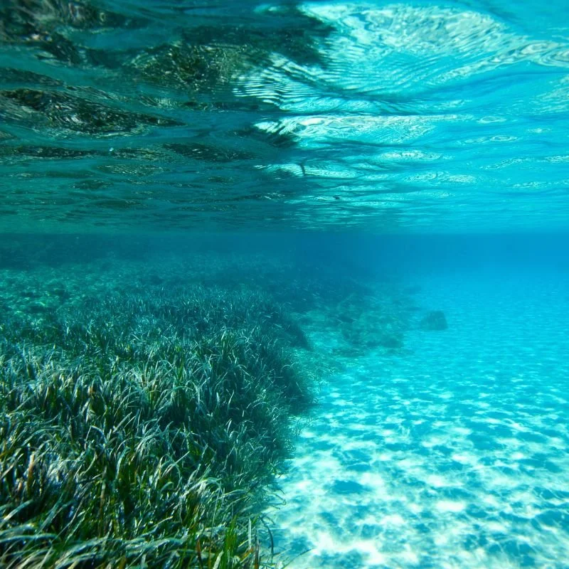 They help our oceans store carbon