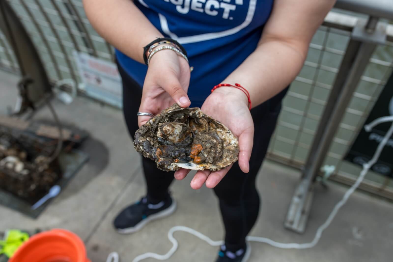 A participant holds a cluster of live oysters during Oyster Research Station training