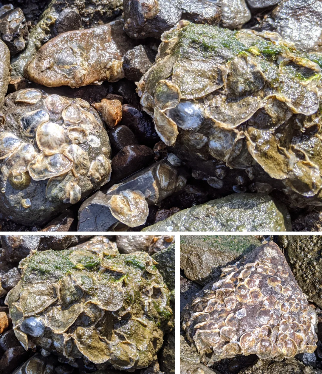 Close-up views of wild oysters growing together