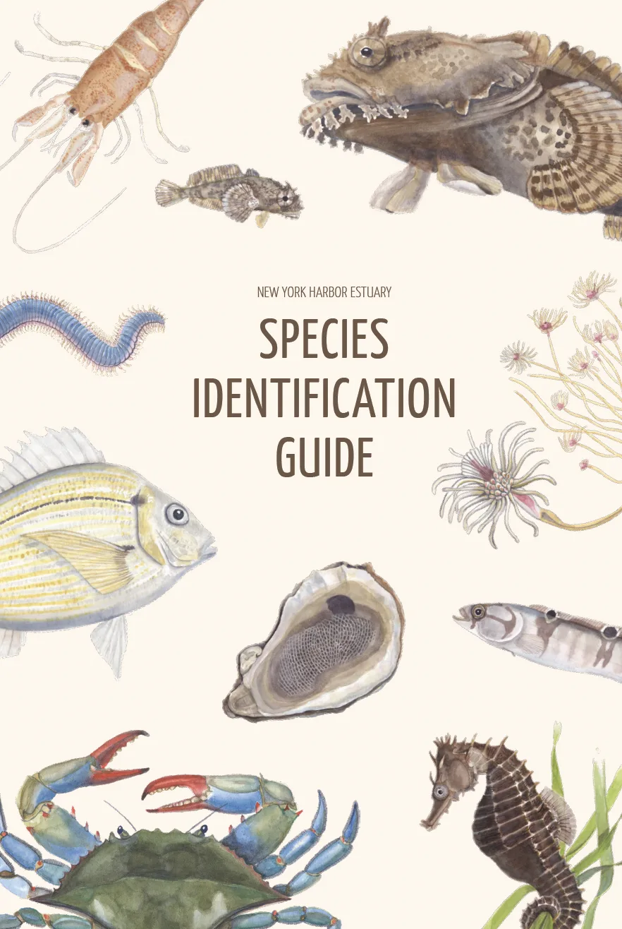 Cover of the New York Harbor Estuary Species Identification Guide with watercolor fish, oyster, blue crab, and seahorse