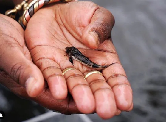 A small harbor animal rests in an open hand