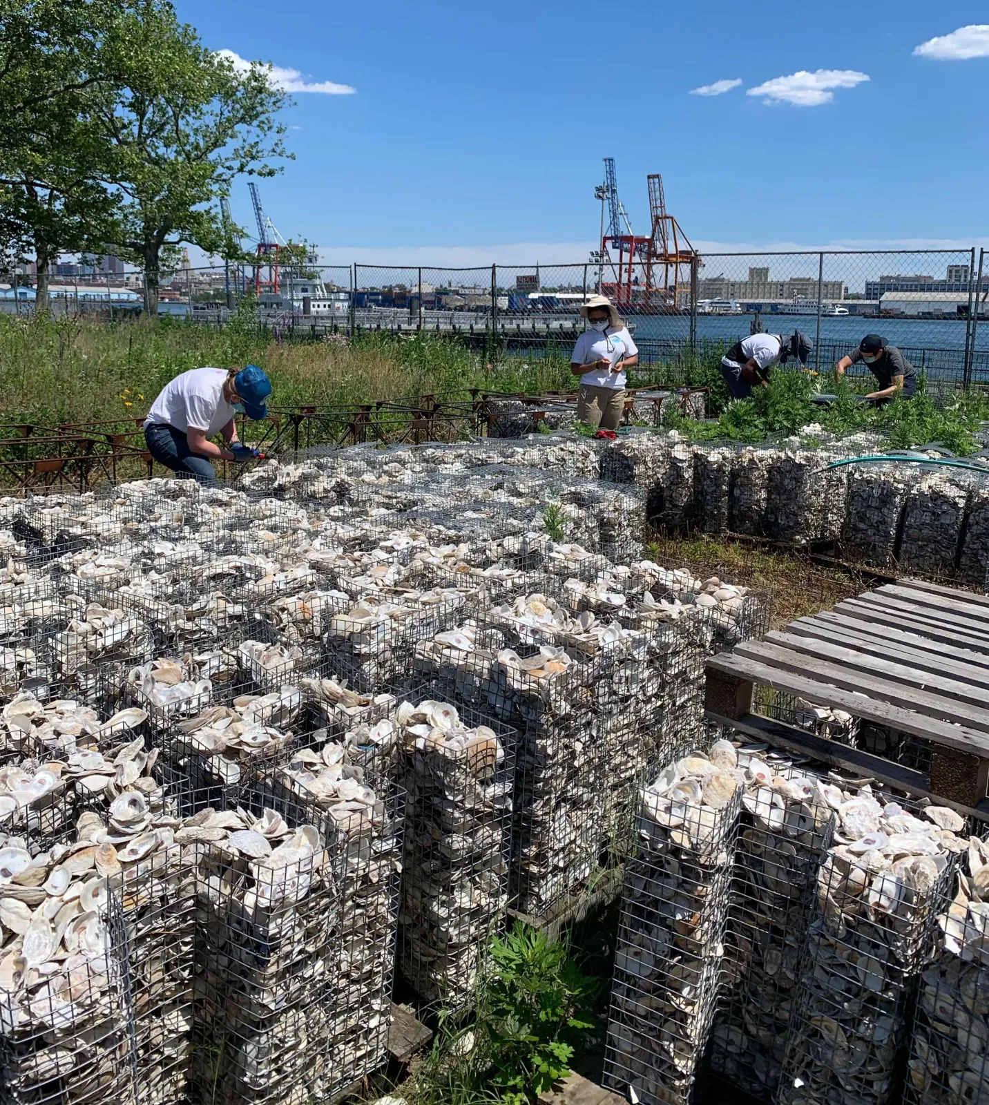 Workers tend stacks of oyster cages at a shell-covered restoration site