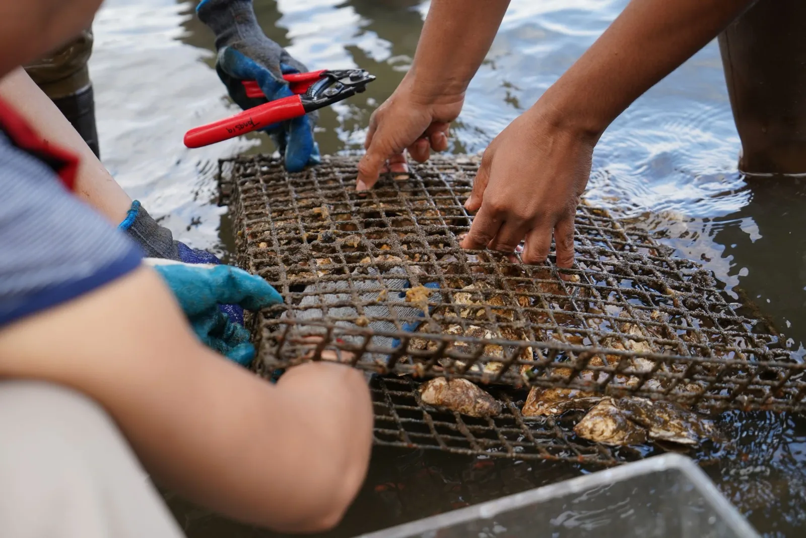 Gloved volunteers secure oysters inside a metal cage beside the water