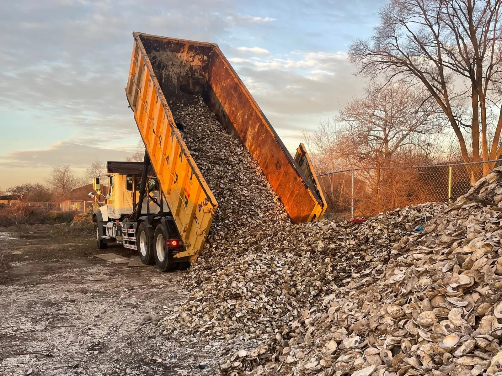Dump truck unloads recycled oyster shells at a restoration site