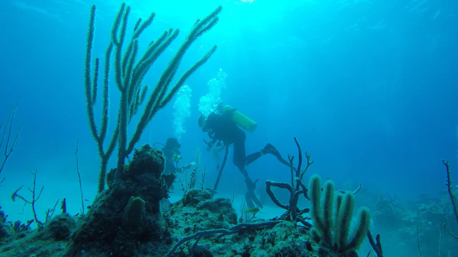 Underwater reef habitat with fish and sea fans