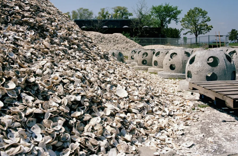 A mountain of recycled oyster shells cures beside rows of perforated concrete reef balls