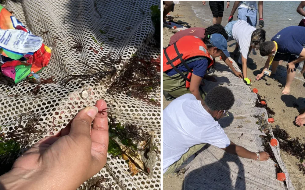 Students examine a small harbor animal and complete field worksheets