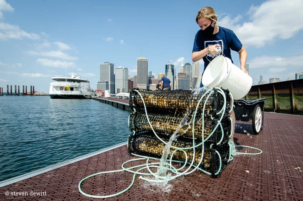 A Billion Oyster Project worker rinses stacked oyster cages on a dock, Manhattan skyline across the water