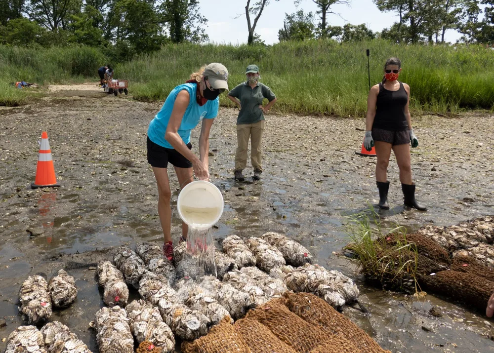 Volunteer pours water over oyster cages on the shore