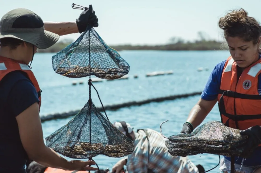 Young researchers lift mesh bags of oysters beside the harbor