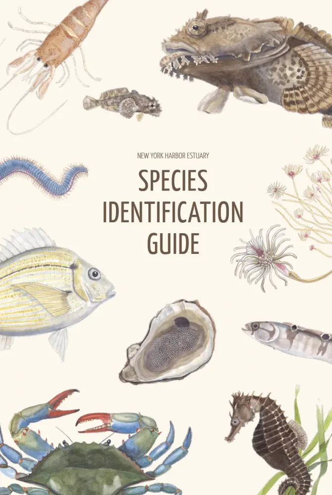 Cover of the New York Harbor Estuary Species Identification Guide with watercolor fish, oyster, blue crab, and seahorse