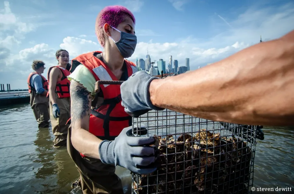 Workers inspect an oyster cage beside New York Harbor