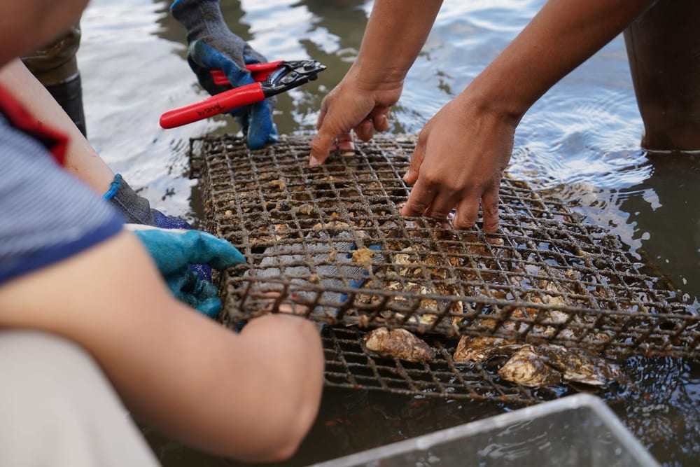 Gloved volunteers secure oysters inside a metal cage beside the water