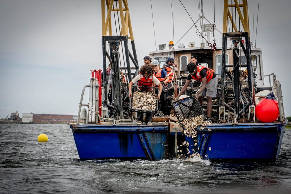 Crew members lift oyster cages from a workboat on New York Harbor