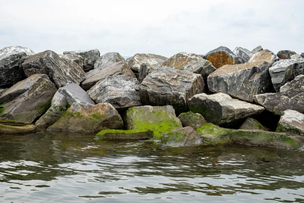 Green algae grows on layered shoreline rocks