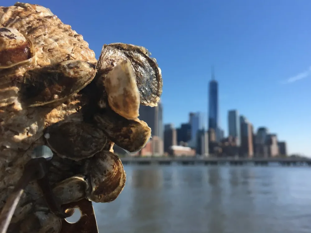 Oyster cluster held up with Lower Manhattan in the background