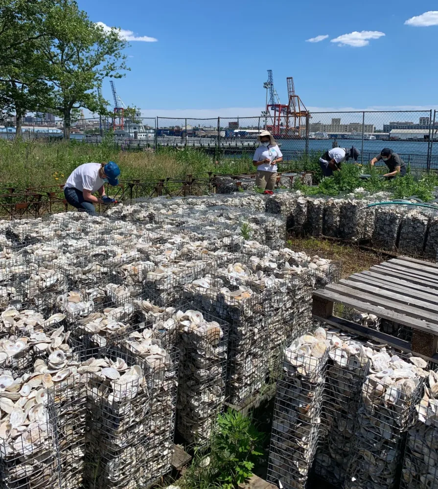 Volunteers tend rows of wire gabions packed with cured oyster shells on Governors Island, harbor cranes beyond