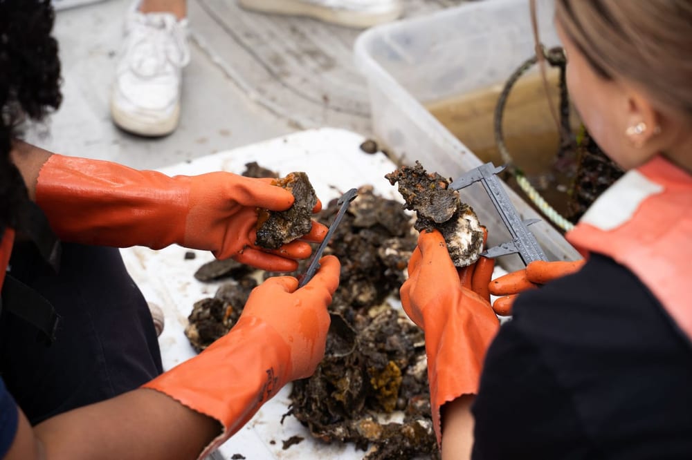 Orange-gloved hands measure oysters during a monitoring activity