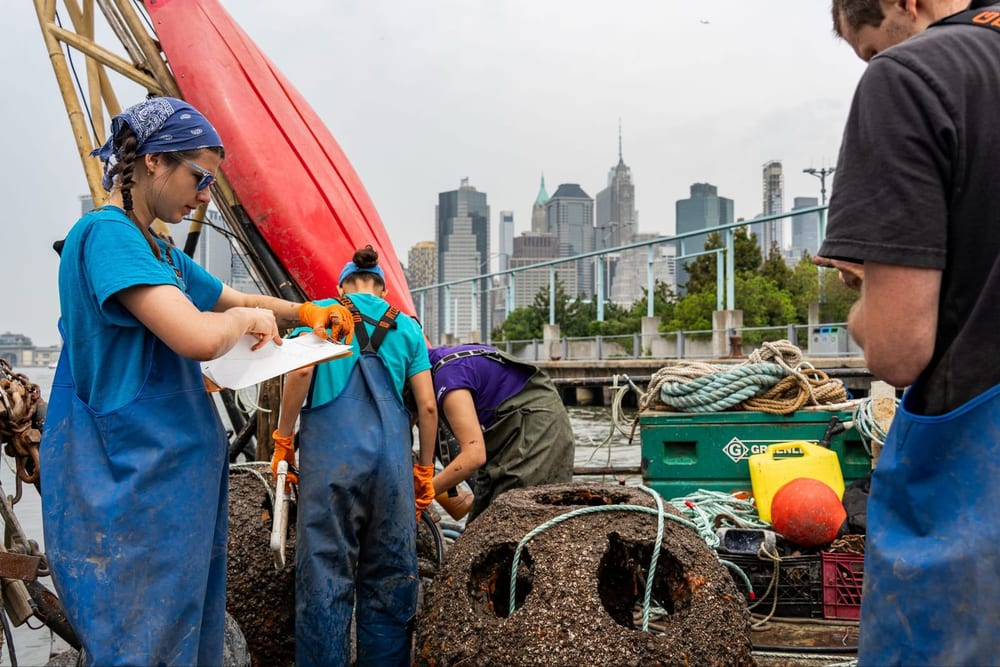 Crew members lower an oyster cage from a boat