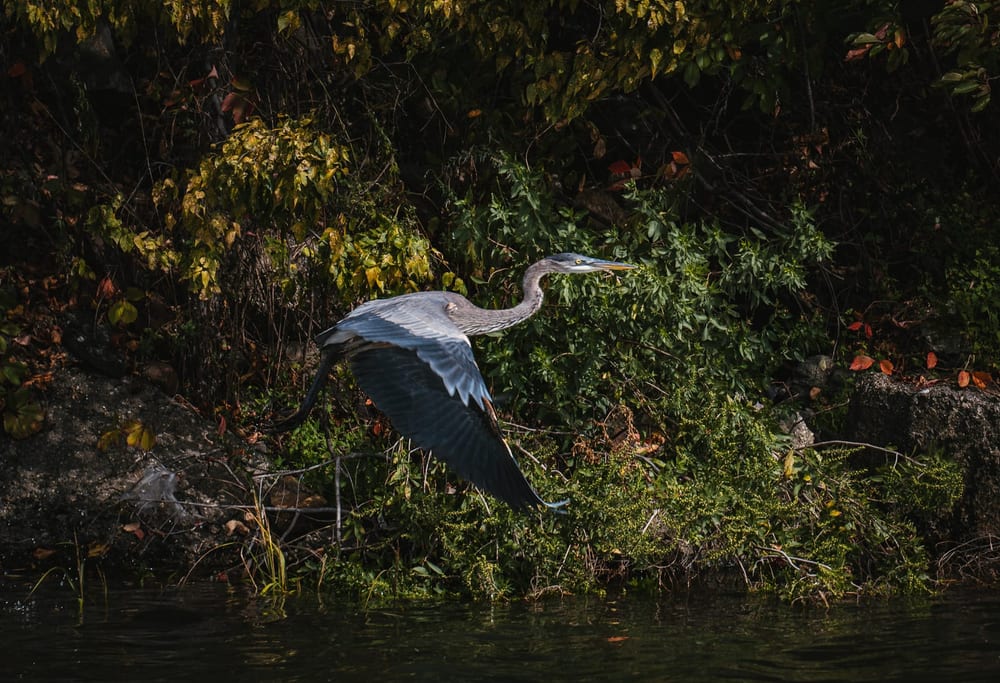 Heron stands in vegetation beside the water